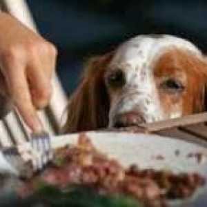 कुत्तों जो खाना चुरा लेते हैं, एक खतरनाक आदत