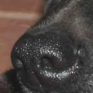 कुत्ते के पास हमेशा गीली नाक क्यों होती है?