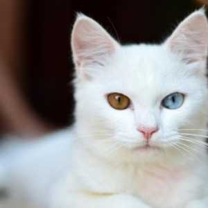 नीली आंखों वाली सफेद बिल्लियों आमतौर पर बहरे क्यों हैं?