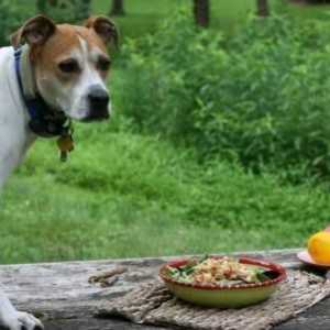 गर्मी में कुत्ते कम क्यों खाते हैं?