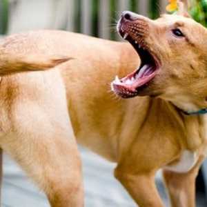 एक कुत्ता अपनी पूंछ क्यों चबाता है?