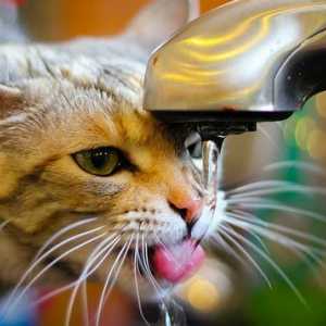 मेरी बिल्ली नल से पानी क्यों लेती है