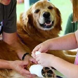 पालतू जानवरों के लिए प्राथमिक चिकित्सा
