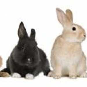 खरगोशों और उनकी विशेषताओं की मुख्य नस्लें
