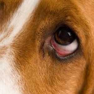 घर के उपचार के साथ कुत्ते की आंखों के स्राव को कैसे साफ करें