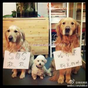 चीन शहर हार्बिन में बड़े कुत्तों को रोकें
