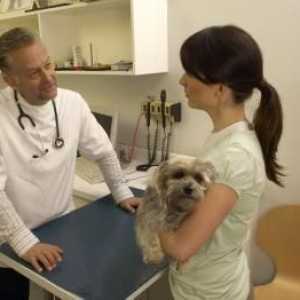 कुत्तों के लिए एलर्जी परीक्षण