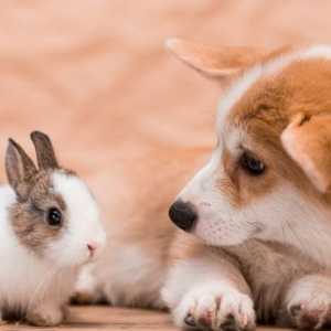 कुत्तों और खरगोश एक साथ रह सकते हैं