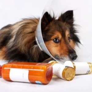 आपके कुत्ते के पास गिआर्डिया होने के बाद घर कीटाणुशोधन कैसे करें