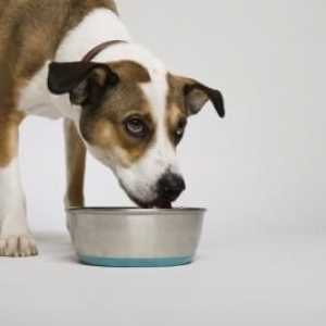 इसका मतलब क्या है जब एक कुत्ता अपने भोजन को दूर से गंध करता है?