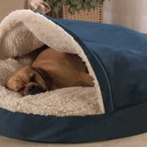 आपके कुत्ते के लिए किस प्रकार का बिस्तर सबसे अच्छा है?