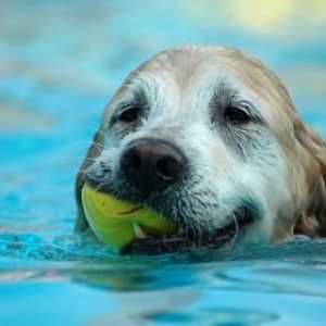 अच्छे कुत्ते तैरने वालों की नस्लें
