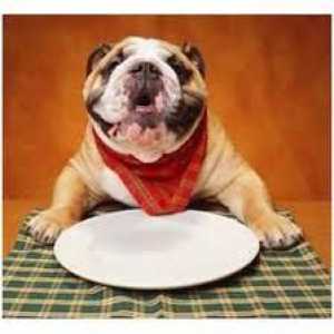 कुत्ते के भोजन व्यंजनों