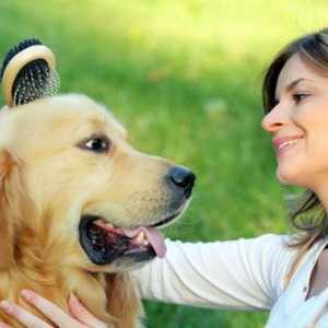 कुत्ते की त्वचा देखभाल के लिए प्राकृतिक उपचार