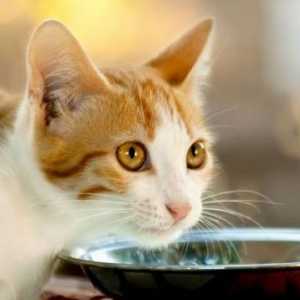 क्या आप जानते थे कि दूध बिल्ली के स्वास्थ्य के लिए हानिकारक है?