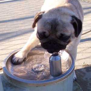 क्या आप जानते थे कि कुत्ते पानी काटते हैं?
