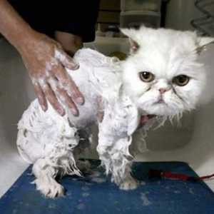 बिल्लियों को नहाया जाना चाहिए? कब और कैसे?