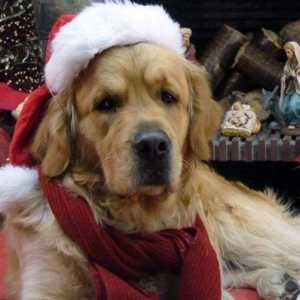 एफ़िनिटी नींव के अनुसार केवल 10 परिवारों में से 4 कुत्ते को क्रिसमस समारोह में ले जाते हैं