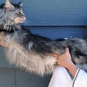 स्टीवी, दुनिया की सबसे लंबी घरेलू बिल्ली