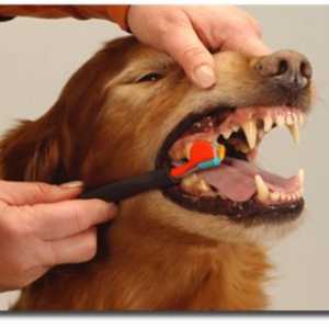 हम आपको दिखाते हैं कि अपने कुत्ते के दांत कैसे साफ करें