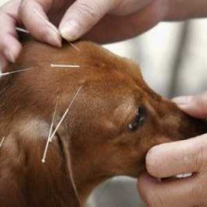 पालतू जानवरों के लिए प्राकृतिक उपचार - वैकल्पिक उपचार