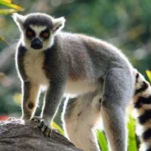 Lemur के बारे में सब कुछ