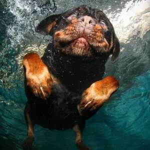 क्या सभी कुत्तों को तैरना है कि कैसे तैरना है?