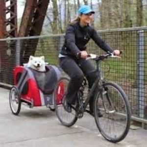 साइकिल पर कुत्ते को लेने के तीन तरीके