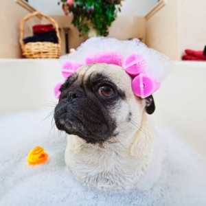 अपने कुत्ते को स्नान करते समय चालें
