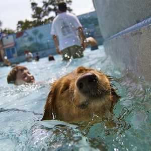 कुत्तों के लिए एक पानी पार्क