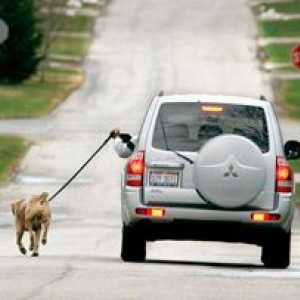 क्या एक कुत्ता एक कार से अधिक प्रदूषित करता है?