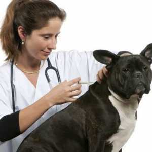 पालतू जानवरों के लिए एंटी-रेबीज टीका