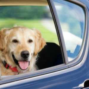 कार द्वारा अपने कुत्ते के साथ यात्रा करें