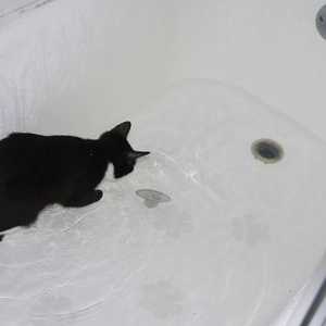 बाथटब में बम गुजरने वाली बिल्लियों के वीडियो