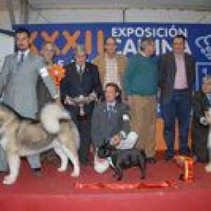 XIV राष्ट्रीय प्रदर्शनी और xxxii caninas de alcalá de guadaíra