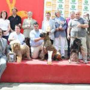 Xviii आर्किडोना कुत्ता मेला। मैंने स्पेनिश नस्लों की राष्ट्रीय प्रदर्शनी देखी