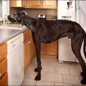 ज़ीउस, दुनिया का सबसे बड़ा कुत्ता